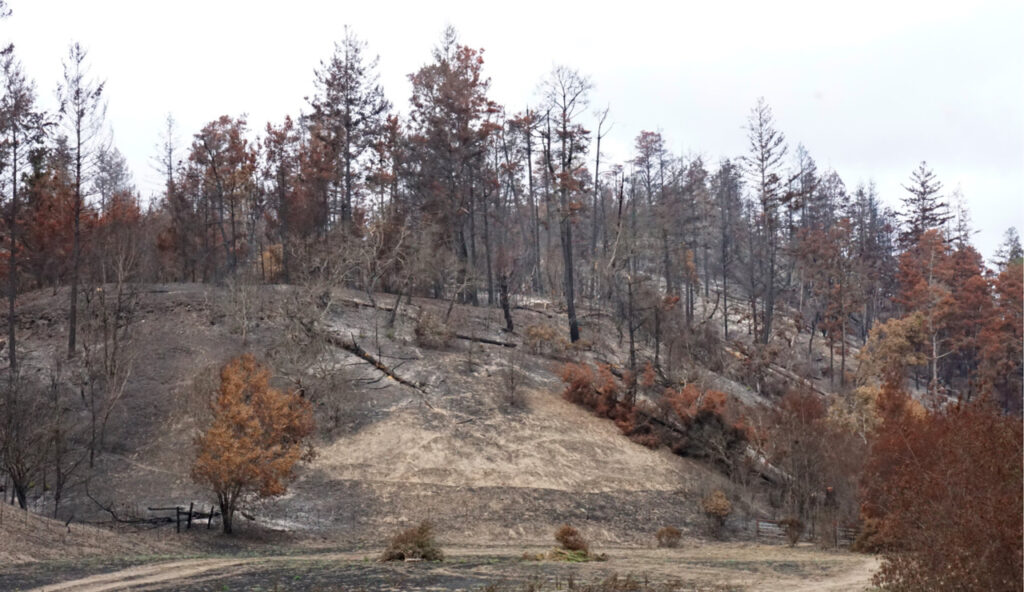 Landscape in Scott Creek watershed severely damaged by 2018 fire