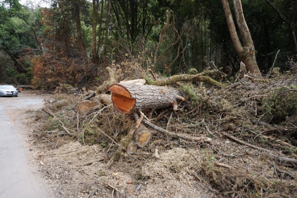 Live green trees destroyed in stream side area of Scott Creek