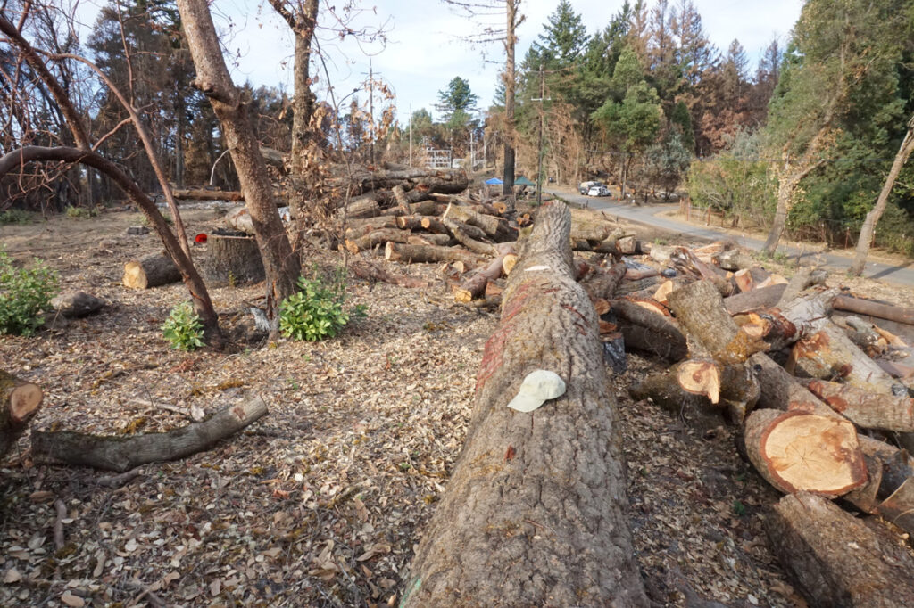 Demolished hardwoods that grew near a wooden power-pole transmission circuit