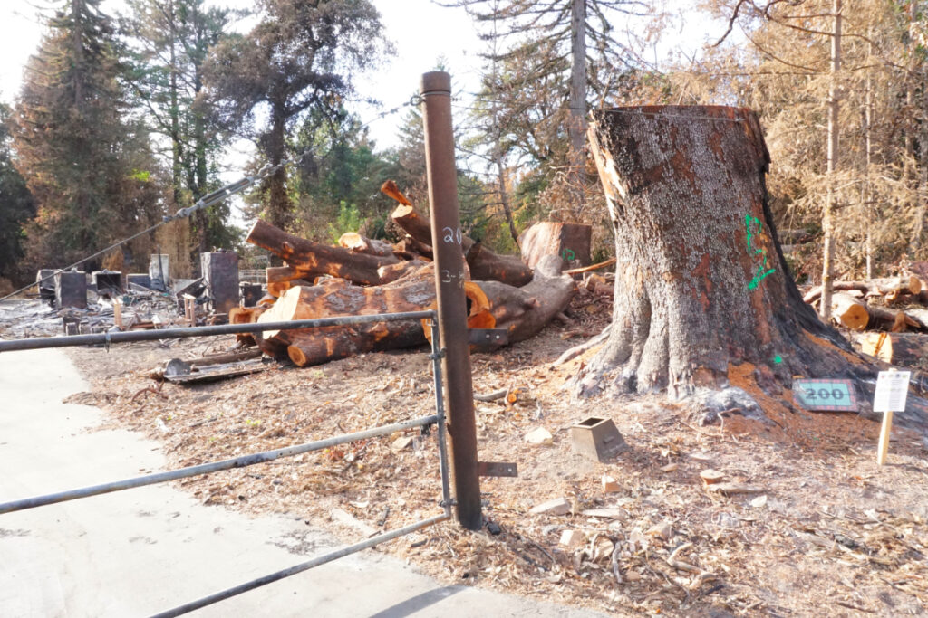 Giant heritage madrone cut down by PG&E