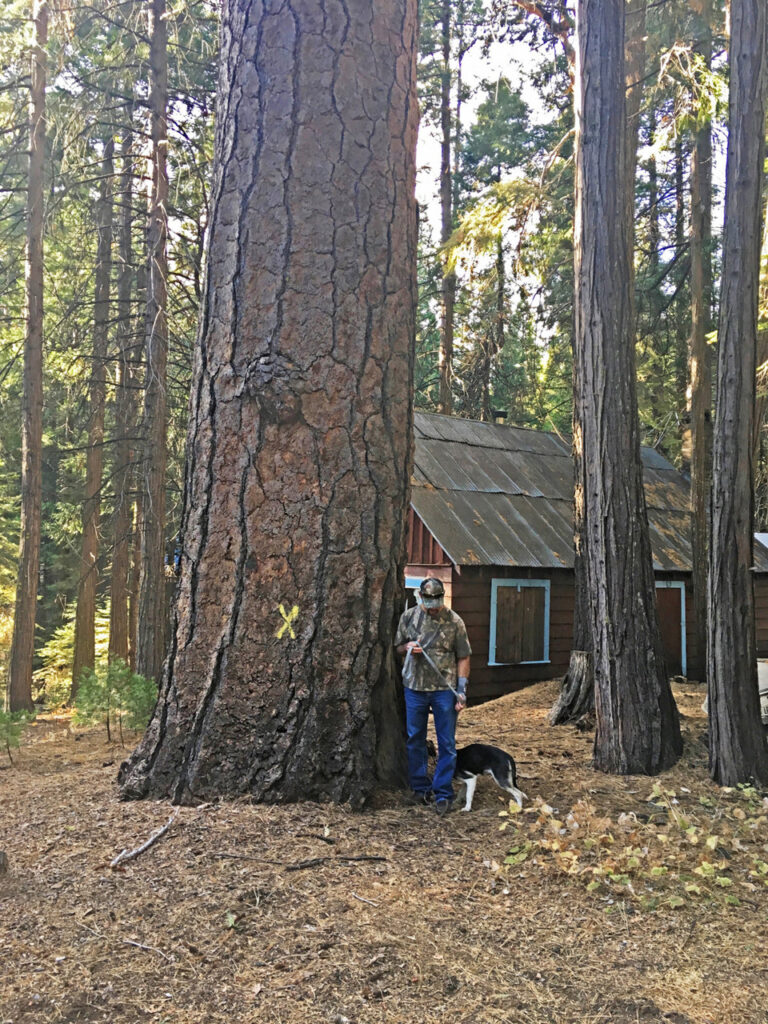 Ponderosa pine marked for felling